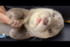 Info Ternak, Faktor Penyebab Baby Otter Berisik dan Cara Mengatasinya, Berikut Tipsnya...
