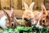 Info Rabbit, 7 Faktor Penyebab Kelinci Mengalami Stres, Bunny Lovers Wajib Tau Agar Bisa Mencegahnya, Cekidot