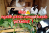 5 Bahaya Rumput Basah untuk Pakan Kelinci, Bunny Lovers Wajib Tau! No 1 Patut Dihindari Bisa Bikin Sakit