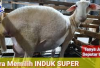 6 Cara Memilih Indukan Kambing dan Domba untuk Belajar Jadi Peternak Sukses Bagi Pemula, No 1 Paling Penting!