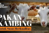 Rekomendasi 6 Pakan Alternatif untuk Kambing Perah Agar Air Susu Melimpah, No 6 Pasti Gak Nyangka!