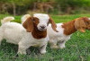 Wajib Tau! Harga Anak Kambing Boer dan 6 Tips Merawat Agar Terhindar dari Penyakit bagi Pemula