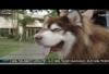 Fantastis, Harga Anjing Alaskan Malamute Capai Rp400 Juta Per Ekor, Berikut 7 Cara Merawatnya...