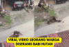 Viral! Warga di Serang Babi Hutan Hingga Dirujuk di RS Padang Pariaman