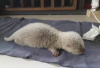 Rekomendasi Susu untuk Baby Otter, Si Berang-Berang Air yang Menggemaskan, Owner Wajib Beliin! 