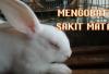 4 Cara Mengobati Sakit Mata Pada Kelinci, Peternak Rabbit Wajib Tau, Apa Aja Ya? Berikut Tipsnya Cekidot