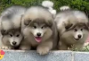 6 Tips Merawat Anak Alaskan Malamute Agar Tetap Sehat Sampai Dewasa, Berikut Caranya...