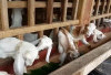 Wajib Tahu! Potensi Besar Ternak Kambing Pedaging dengan Keuntungan Berlipat Ganda Bagi Pemula, Kuy Cobain