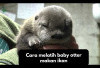 7 Cara Melatih Baby Otter Makan Ikan, Owner Wajib Praktekin Tipsnya Ya! 