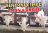 Resep dan Cara Meracik Pakan Konsentrat untuk Cempe, Jamin Bikin Anak Kambing Auto Gemuk dan Sehat!