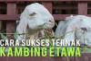 6 Cara Sukses Ternak Kambing Etawa untuk Peternak Pemula, Untung Berlipat Ganda! Tertarik Mencoba?