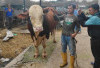 Tak Main-Main! Prabowo Bagikan 985 Ekor Sapi Qurban ke Seluruh Indonesia, Salah Satu Ada yang 1,25 Ton