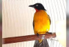 9 Tips Melatih Burung Kutilang Jadi Masteran, Kicau Mania Perlu Cobain Nih! Bikin Suara Makin Gacor...