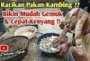 Ampuh! 5 Resep Comboran yang Bisa Membuat Kambing Cepat Gemuk dan Mudah Kenyang, Peternak Buruan Cobain