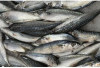 Sarden Bukan Makanan Darurat, Ini 5 Alasan Kenapa Ikan Murah Meriah Ini Layak Jadi Menu Andalan