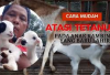 5 Cara Atasi Tetanus Pada Anak Kambing Yang Baru Lahir, Peternak Wajib Simak Ini! Solusi Inovatif Bagi Pemula!