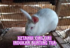 Info Rabbit, 6 Ciri-Ciri Kelinci Hamil Tua dan Mendekati Waktu Lahiran, Bunny Lovers Simak Agar Bisa Persiapan