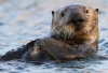 Owner Waspada Faktor Penyebab Baby Otter Sakit, Si Berang-Berang Air yang Lucu!