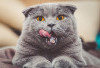 6 Fakta Menarik Seputar Kucing British Shorthair, Ternyata Memiliki Golongan Darah Langka, Yuk Simak!