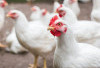 Update! 5 Warga Tabanan Jadi Tersangka Pengeroyokan Maling Ayam, Netizen Bandingkan dengan Desa Sukolilo Pati