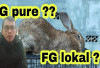 Info Rabbit, 5 Perbedaan Kelinci Flemish Giant Pure dan FG Lokal, No 1 Wajib Diketahui Bunny Lovers! Cek Sini