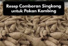 Praktis dan Bergizi! Ini Resep Comboran Singkong untuk Pakan Kambing, Peternak Wajib Coba Jamin Auto Gendut