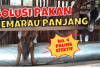 5 Pakan Alternatif untuk Kambing di Musim Kemarau, No 4 Paling Mudah Didapat! Peternak Jangan Lupa Stok Ya