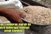 Peternak Wajib Tau! Resep Pakan Comboran Kering untuk Kambing di Musim Hujan, Anti Kembung dan Sakit Coba Kuy