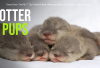 Kamu Harus Tau Nih! 7 Tips Merawat Baby Otter yang Belum Bisa Mandiri, Berikut Caranya...