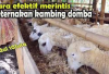 Modal 10 Juta Ingin Memulai Usaha? Ternak Kambing Bisa Menjadi Pilihan, Berikut Cara Bisnis yang Menguntungkan