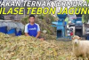 7 Cara Membuat Pakan Ternak Silase Termurah yang Berbahan Baku Tebon Jagung, Begini Tipsnya Cekidot!