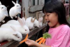 Info Ternak, Benarkah Kelinci Tidak Boleh Makan Wortel? Berikut Penjelasannya! Bunny Lovers Wajib Simak...