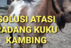 Jamin Manjur! 7 Cara Mengatasi Kambing Sakit Radang Kuku, Para Peternak Wajib Cobain Tips Berikut Ini Cekidot