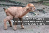 6 Cara Ampuh untuk Mengatasi Sembelit Pada Cempe, Peternak Kambing Wajib Tau! No 1 Paling Utama