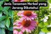 7 Tanaman Herbal yang Jarang Diketahui, Khasiatnya Bikin Penasaran!