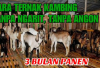 5 Tips Sukses Beternak Kambing Tanpa Ngarit Rumput, 3 Bulan Panen Emang Bisa? Gini Caranya! Yuk Kepoin Cekidot