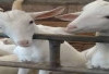 Waspada! Ini Tips dan Langkah Awal Merawat Anak Kambing Perah Agar Terhindar dari Penyakit