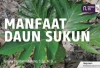 Gak Nyangka! Ini 6 Manfaat Daun Sukun untuk Pakan Kambing, Apa Aja Ya? Cek Selengkapnya Disini...