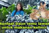 Info Rabbit, 5 Manfaat Daun Temu Lawak Sebagai Pakan Kelinci, Solusi Inovatif Dalam Mencegah Penyakit Ternak