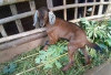 Info Ternak, 4 Manfaat Daun Pepaya sebagai Pakan Kambing yang Sedang Sakit Kembung, Jamin Ampuh! Buktiin Deh