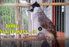 7 Tips Melatih Burung Kutilang Agar Jinak dan Dapat Menjadi Jawara Kicau Mania, Berikut ini Caranya...