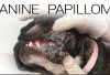 Pengobatan Penyakit Papilloma atau Kutil yang Menyerang Mulut Anjing, Simak di Sini 5 Cara Menyembuhkannya...