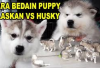 Owner Jangan Salah! Gini Cara Membedakan Anjing Alaskan Malamute dan Siberian Husky, Berikut Tipsnya...