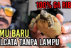 6 Cara Merawat Baby Sulcata Tortoise Tanpa Lampu, Owner Wajib Tau Ya, Solusi Alternatif Ternak Kura-Kura