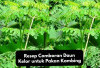 Resep Comboran Daun Kelor untuk Pakan Kambing yang Bernutrisi Tinggi, Peternak Pemula Wajib Coba!