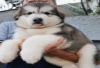 List Daftar Harga Anak Anjing Alaskan Malamute di Indonesia, Termurah Hingga Termahal, Segini Nominalnya...