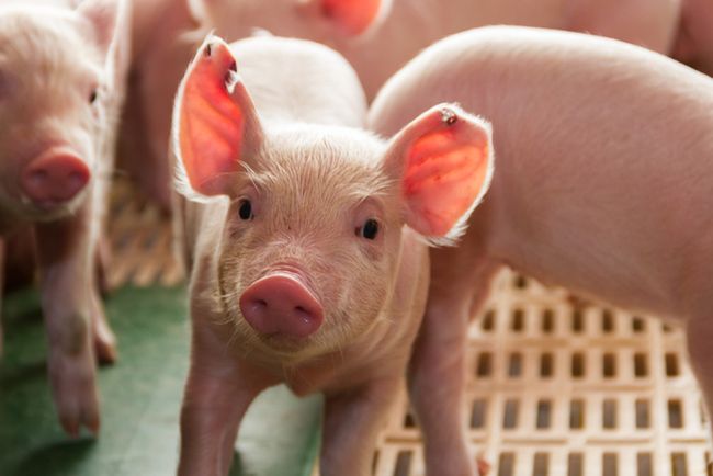 Babi, Haram Bagi Muslim, 5 Alasan Daging Babi Berbahaya Bagi Kesehatan