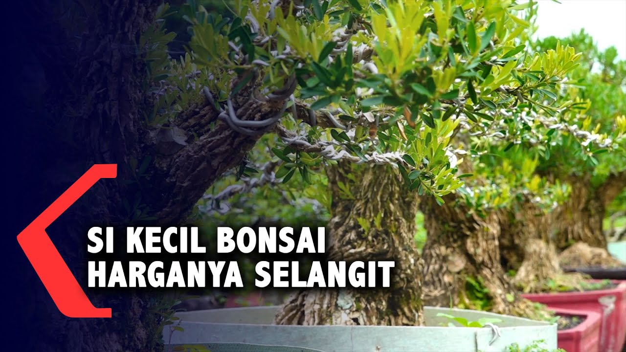 Pohon Bonsai, Berasal dari Jepang, Dianggap Simbol Harmoni dan Keseimbangan, Harganya Bisa Ratusan Juta