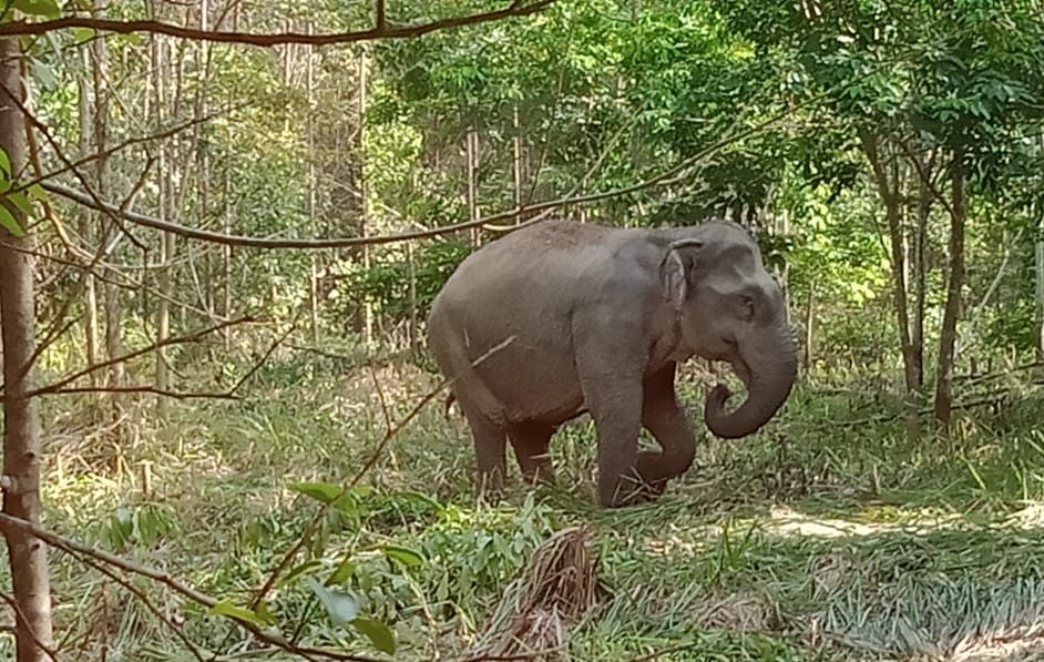 Warga Resah Setiap Malam Gajah Masuk Kawasan Pemukiman Warga,  BKSDA : HTI Lakitan Memang Habitat Gajah Liar