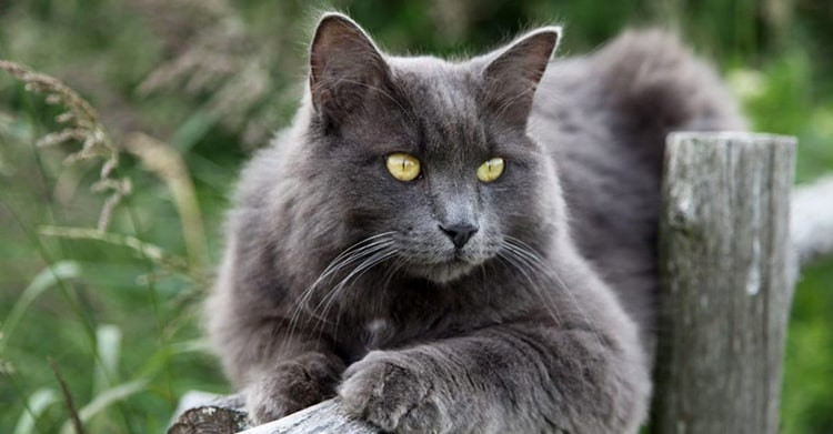 Inilah 10 Jenis Ras Kucing Langka di Dunia, Ada dari Indonesia!